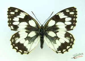 Marbled White British Butterfly Melanargia galathea SET Male A1 #j01 - Picture 1 of 2