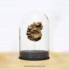 Pyritised Ammonite Fossil in Glass Dome Jar | Bell Jar