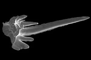 Ordovician conodont shark fish microfossil matrix sample Harding Sandstone Rare - Picture 1 of 8