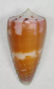 CONUS CIRCUMACTUS 34.31mm SUPER CHOICE RARE SPECIMEN Tulear, Southern Madagascar - Picture 1 of 2