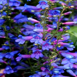 20 BLUE BEARD TONGUE Flower Seeds Penstemon spectabilis Butterflies Hummingbirds - Picture 1 of 12