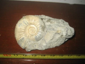 AMMONITE FOSIL. PROPLANULITES. JURASICO. WILTSHIRE. INGLATERRA - Imagen 1 de 5
