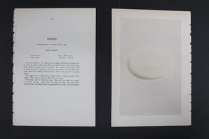 Birds, Nests, Eggs, F.O.Morris, 1875 - Picture 1 of 3