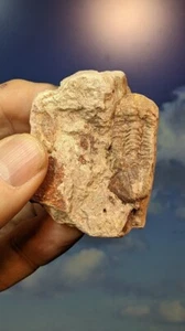 Trilobite; Ductina Vietnamica VERY RARE! Devonian China. As Shown. Boxed. - Picture 1 of 6