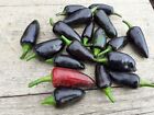 Jalapeno Purple - Hot Chilli Pepper - Allotment Vegetable Garden - 10  Seeds