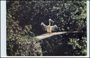 Tier FOTO-AK Pelikane PELIKAN farbige Postkarte aus Russland ungelaufen Postcard - Bild 1 von 1