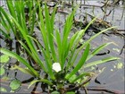 Water Soldiers - 1 - 25 / Oxygenating Pond Water Plants -  Floating Pond Plan...