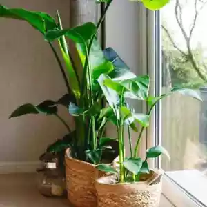 Bird of Paradise Plant (Strelitizia Nicolai) 110cm - Picture 1 of 1