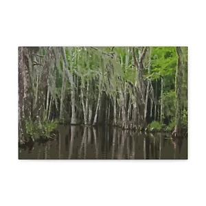 Cypress Swamp Art Canvas Gallery Wrap by Dana Holyfield - Picture 1 of 22
