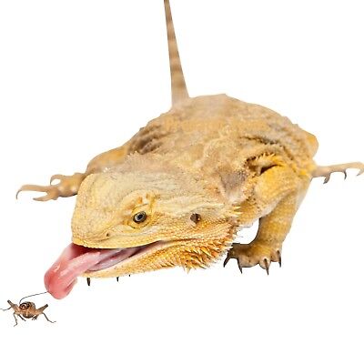 Live Crickets For Reptiles - Organic (100 - 10,000) Bulk Feeder Crickets S, M, L • 12.99$