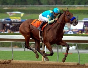 American Pharoah 2015 Triple Crown Winner Horse Racing  8 x 10 Glossy Photo - Picture 1 of 1