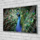 Colorful PEACOCK Bird GLASS PRINT Home DECOR Animals Horses for Living Room