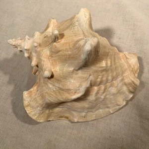 Vintage Large Conch Seashell 2 Pounds 8 Inches - Picture 1 of 12