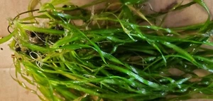 12 Vallisneria  plants Live Aquarium Plants $19.95 - Picture 1 of 13