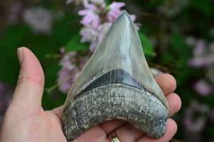 STUNNING MEGALODON TOOTH 4.6" GREAT SERRATIONS amazing quallity tooth DC3 - Picture 1 of 13