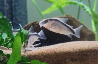 Skunk Corydoras 1.5"+ Peces Vivos Agua Dulce Paquete de 2 Foto 1 de 4