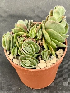 Crassula Tomentosa Topf Ø 5,5 - Bild 1 von 1