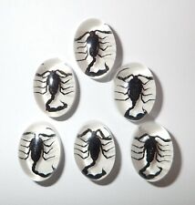 Insect Cabochon Black Scorpion Oval 12x18 mm on White Bottom 5 pieces Lot