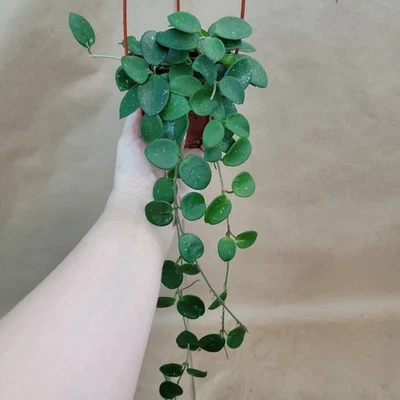 Hoya Mathilde Plant in 4-Inch Pot | Rare Tropical Houseplant | Easy Care - Image 1 of 4