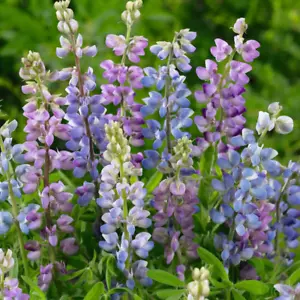 200 SAMEN LUPINEN Mischung - Lupinus hartwegii - Bunte LUPINE Sommerblumen - Bild 1 von 3