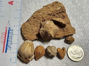 6 Nice Blastoid Fossils from Martin Co., Indiana Pentromities Fossil Blastoids - Picture 1 of 9