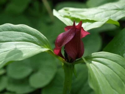 Prairie Trillium Recurvatum Perennial Bare Root Live Plant Outdoor Garden - Image 1 of 4