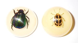 2 Magnet Resin Dome 38 mm Colorful Scarab Beetle & 8 Spot Beetle Glow MP38S2 - Picture 1 of 10