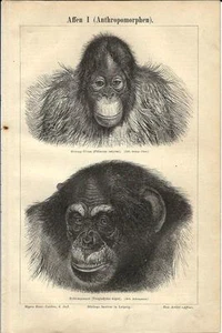 Stampa antica SCIMMIE Orango Scimpanzè Monkeys Affen 1890 Old antique print - Picture 1 of 1