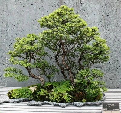 BONSAI CHINESE ELM SEEDS GLOSSY COLOUR CHANGING FOLIAGE EASY TO GROW - Image 1 of 4