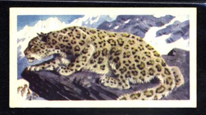 Brooke Bond Asian Wild Life (1962) Snow Leopard No. 14