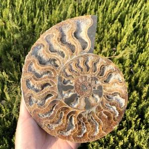 Cristallo di quarzo fossile ammonite naturale 1,43 libbre campione minerale Reiki guarigione XL2730 - Foto 1 di 12