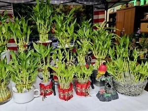 10 PLANTAS DE BAMBÚ DE LA SUERTE 4" Estaca de Mariposa Gratis, Regalo Ideal, Feng Shui - Imagen 1 de 9