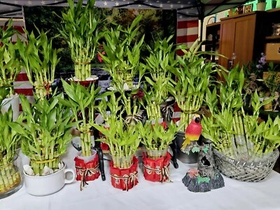 10 PLANTAS DE BAMBÚ DE LA SUERTE 4" Estaca de Mariposa Gratis, Regalo Ideal, Feng Shui Foto 1 de 4