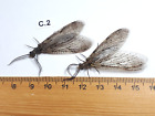 Unmounted+Butterfly+insects+moth%2C+Lepidoptera+Megaloptera.+North+america+Quebec