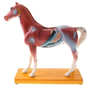 114  Points Horse Anatomical Model School Teaching Supplies - Picture 1 of 10