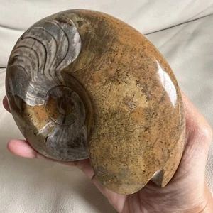 POLIERTER AMMONIT FOSSIL EXEMPLAR - Bild 1 von 14