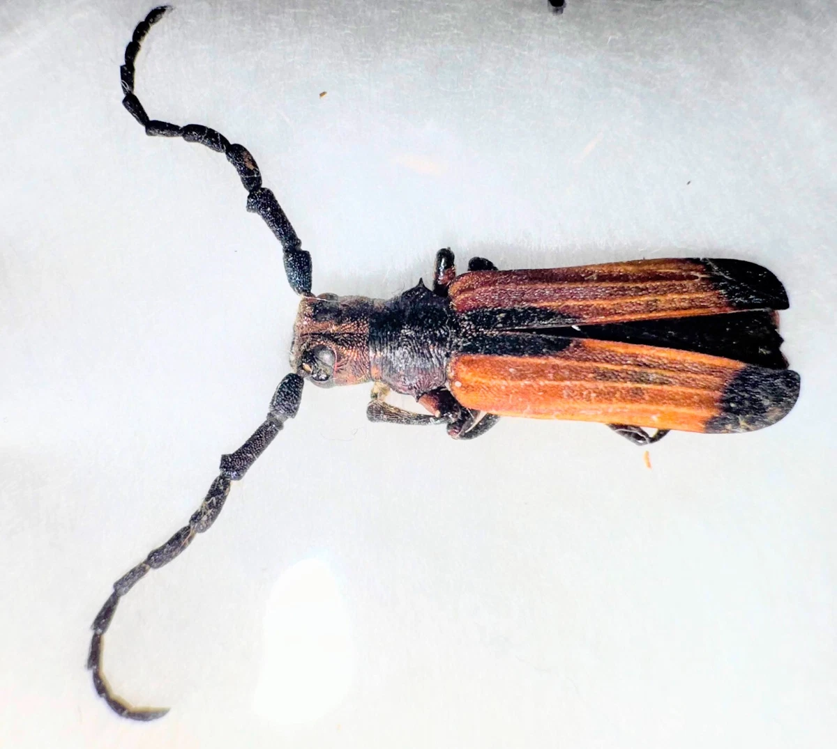 Cerambycidae Beetle for sale | eBay