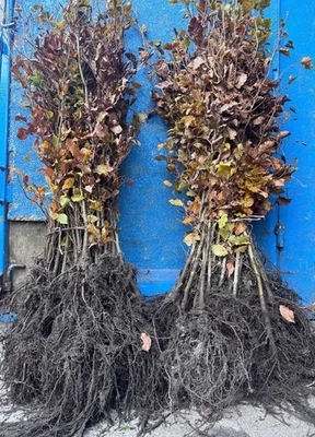 Rotbuche Fagus sylvatica 100-150cm 1Stk Hecke Heckenpflanzen Wurzelware - Bild 1 von 4