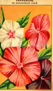 Vintage French Seed Label, Periwinkle Flowers, Art Print on 11x14" 10148 - Picture 1 of 1