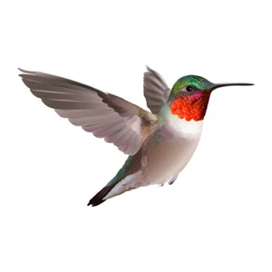 Humming Bird v3 Vinyl Decal - Picture 1 of 3