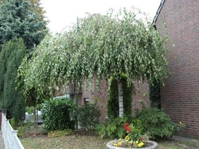 Trauerbirke - Hängebirke - Sandbirke - Weißbirke YOUNGII 160-170 cm im Container - Bild 1 von 4