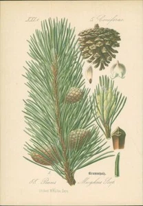 Chromolithographie: Zwergkiefer. Pinus Mughus Scop. Coniferae. Knieholz, Krummho - Bild 1 von 1
