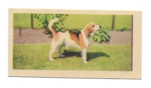 Kane Products Dogs 1955 No.14 Beagle Confectionery / Gum Trade Card - Picture 1 of 2