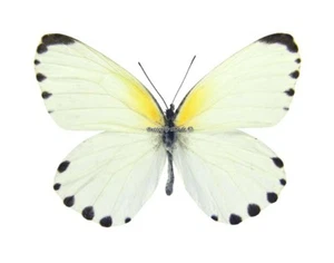 Mariposa/Pieridae sin montar - Mylothris phileris, macho, A- - Imagen 1 de 2