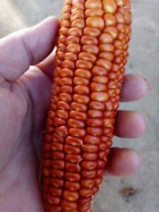 Zea Mays - Orangelo Corn -  Amazing Orange Corn - Easy To Grow - 20 Seeds Fresh 