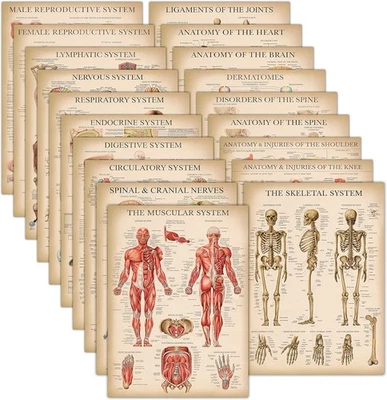 Paquete de 19 - Carteles de anatomía vintage - Laminados - Musculares, esqueléticos, digestivos, R Foto 1 de 2