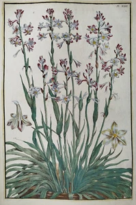 Beautiful Flowers Plate 23 - Large Print David Rabel Theatrum Florae - 1771 - Picture 1 of 2