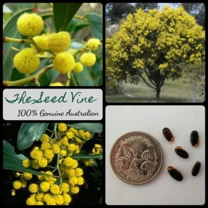 30+ GOLDEN WATTLE SEEDS (Acacia pycnantha) Native Australian Fast Growing - Picture 1 of 3