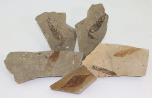 collezione di fogli indeterminati, terziario, Francia-L281 - Foto 1 di 6