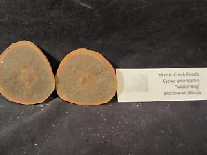 Mazon Creek Fossils Cyclus americanus Water Bug Pit 11 Complete - Picture 1 of 8